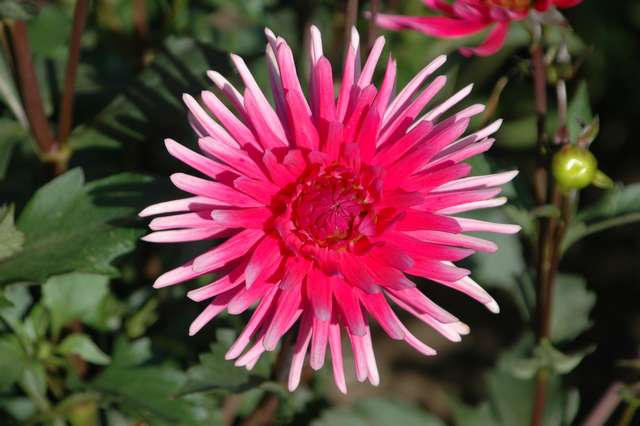blume1.jpg