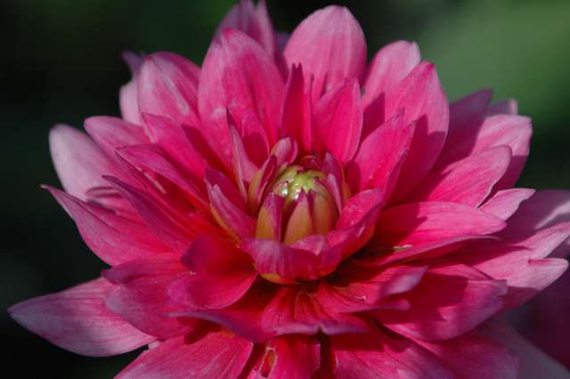 blume2.jpg