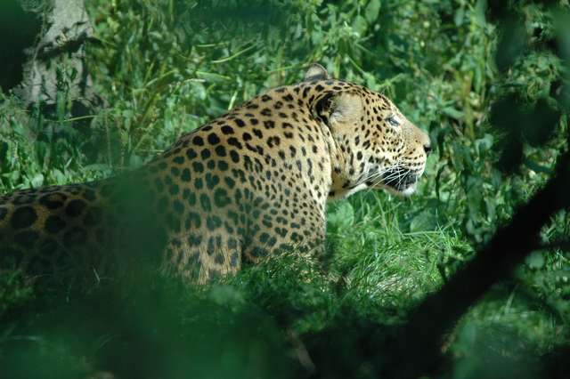 leopard1.jpg