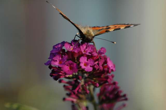 schmetterling1.jpg
