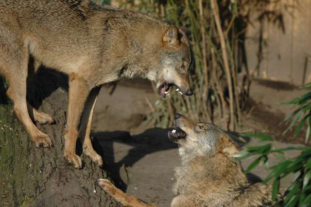 wolf1.jpg