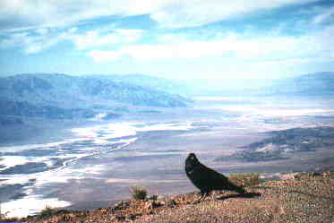 deathvalley4.jpg