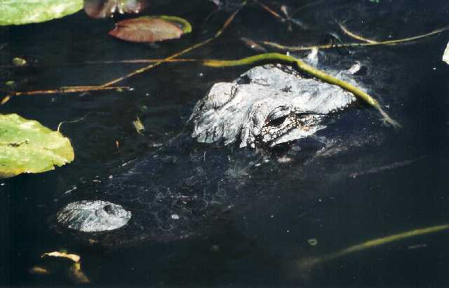 everglades4.jpg