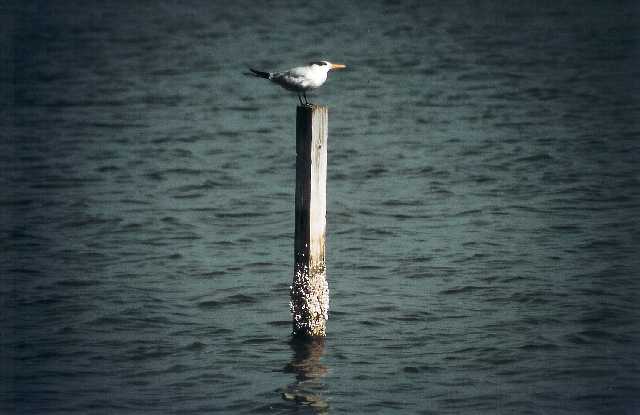 everglades6.jpg