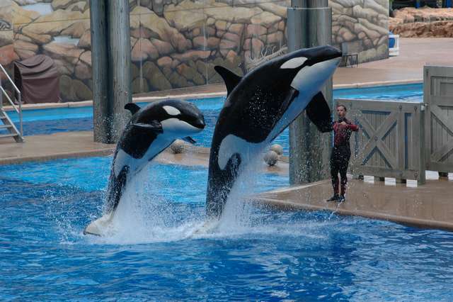 seaworldorl1.jpg